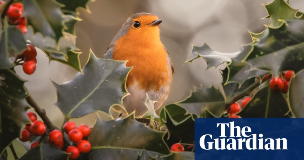 Week in wildlife in pictures: a seasonal robin and newborn lion cubs in Bedfordshire | Environment