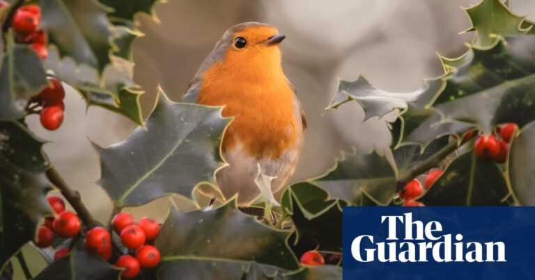 Week in wildlife in pictures: a seasonal robin and newborn lion cubs in Bedfordshire | Environment