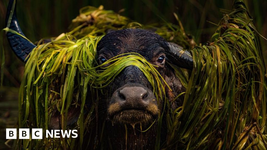 Nature inFocus Photography Awards 2024: Leopards, sharks and spiders Nature inFocus Photography Awards 2024: Leopards, sharks and spiders