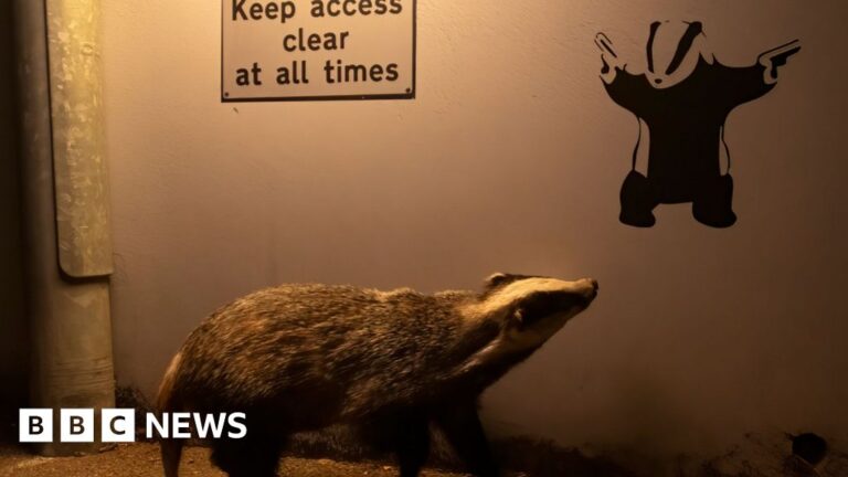 Banksy fan badger wins hearts in wildlife photo competition