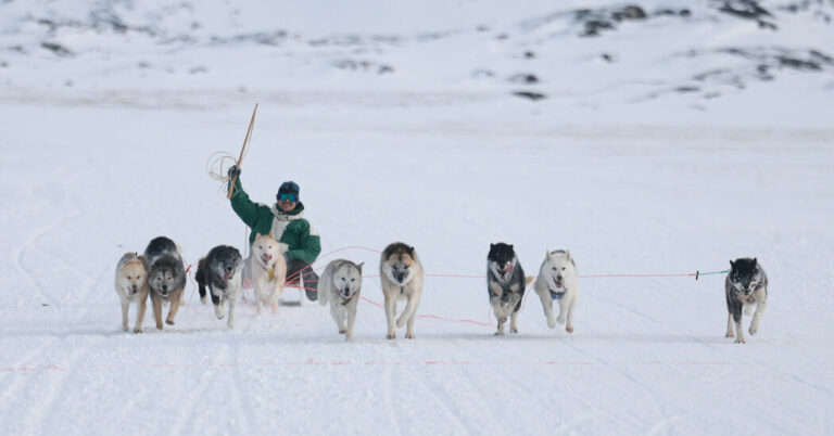 Avannaata Qimussersua, Greenland’s Main Dog Sledding Race, Finds an Uncomfortable Spotlight
